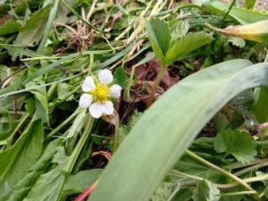 イチゴのお花、カラスさんも見てるかな？