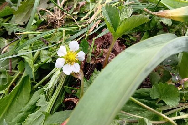 イチゴのお花、カラスさんも見てるかな？