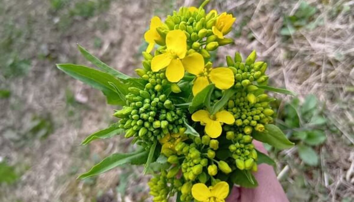 憧れの存在？！栄養満点の菜の花