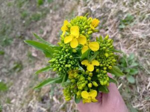 憧れの存在？！栄養満点の菜の花