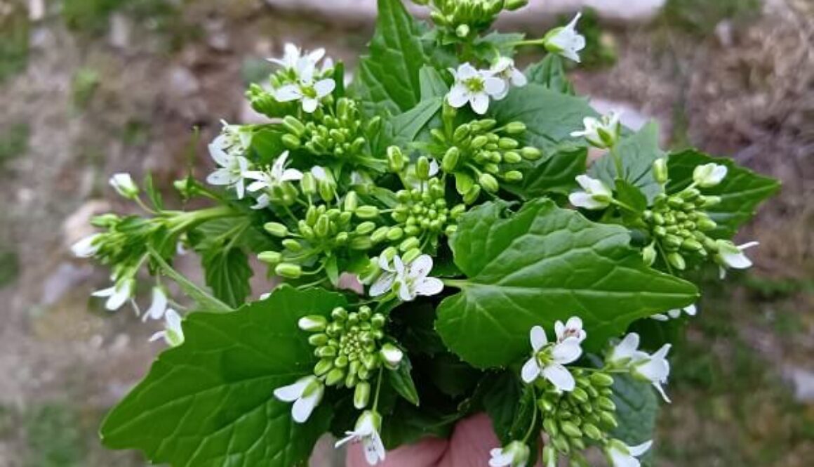 この時期にしか味わえない、色鮮やかな花ワサビ