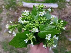 この時期にしか味わえない、色鮮やかな花ワサビ