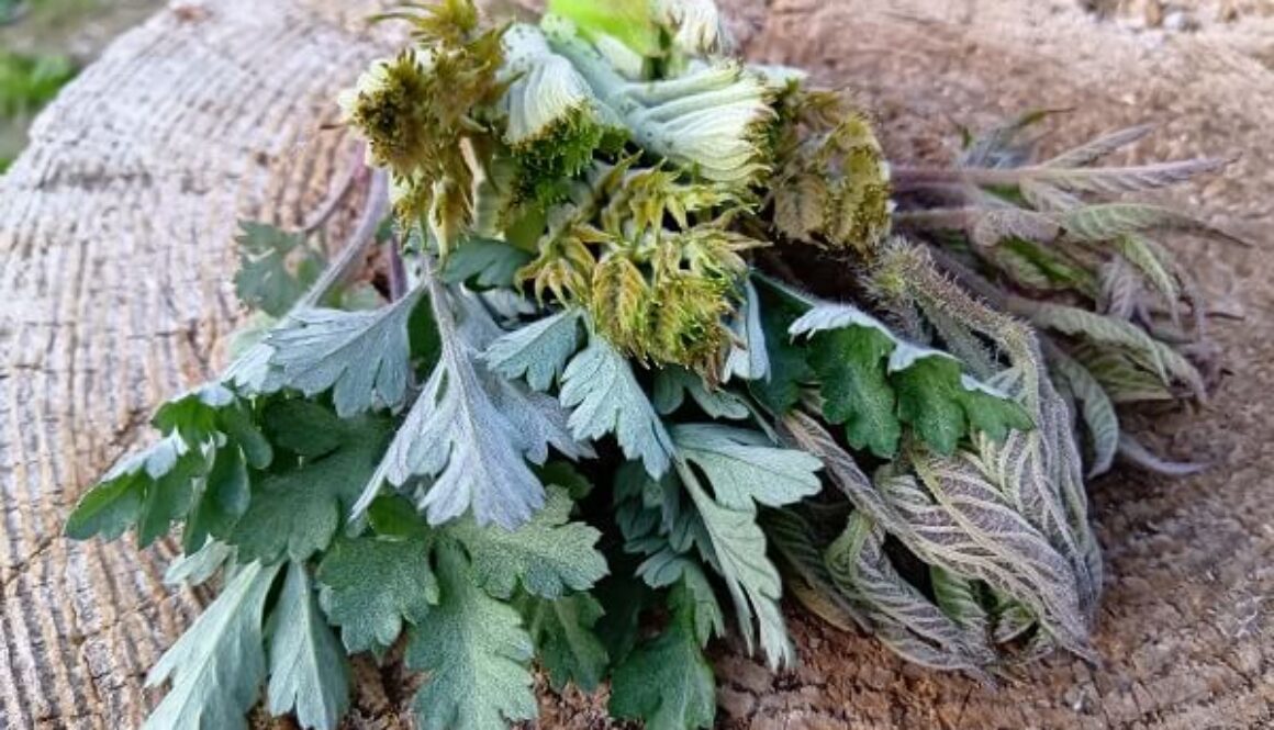 タラの芽にウドの若芽…山菜独特の風味を満喫