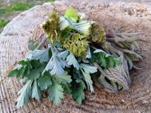 タラの芽にウドの若芽…山菜独特の風味を満喫