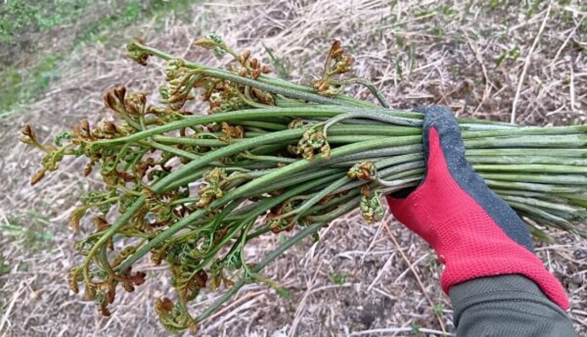 食物繊維が豊富で立ち姿の美しい山菜ワラビ