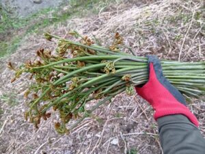 食物繊維が豊富で立ち姿の美しい山菜ワラビ