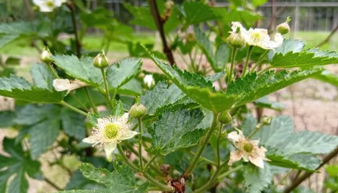 初めてお花を咲かせたベリー系の木の正体は？