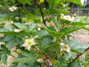 初めてお花を咲かせたベリー系の木の正体は？
