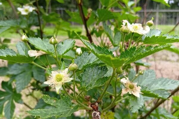 初めてお花を咲かせたベリー系の木の正体は？