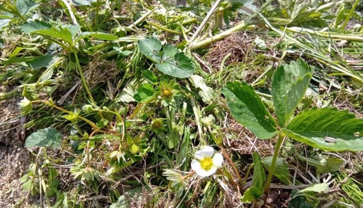 イチゴ畑での作業は鋸鎌でコツコツと