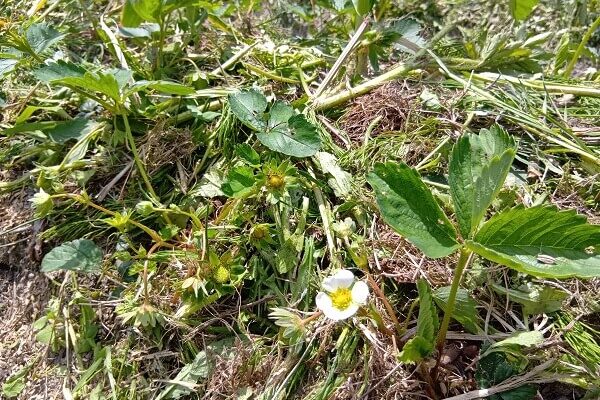 イチゴ畑での作業は鋸鎌でコツコツと