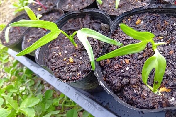 アートのように美しい空心菜の発芽の姿