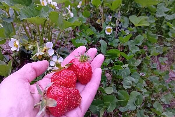 昔懐かしい味がする、自然農のイチゴ
