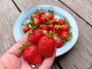 虫にも愛される完熟イチゴの収穫は続く