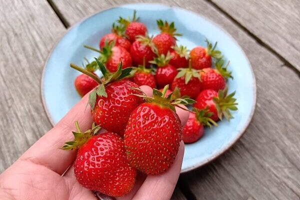 虫にも愛される完熟イチゴの収穫は続く
