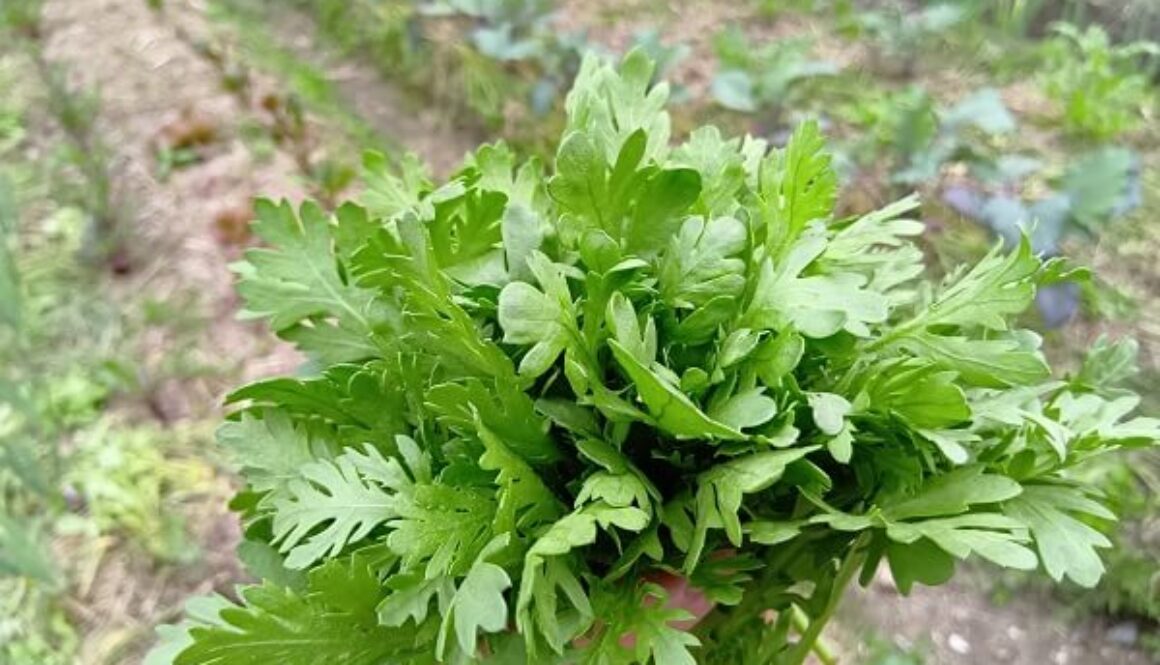 吹く風に雨の気配を感じながら、春菊を収穫