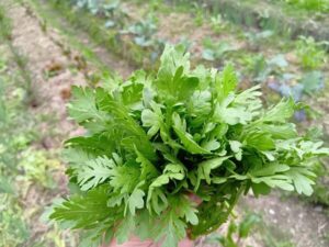 吹く風に雨の気配を感じながら、春菊を収穫