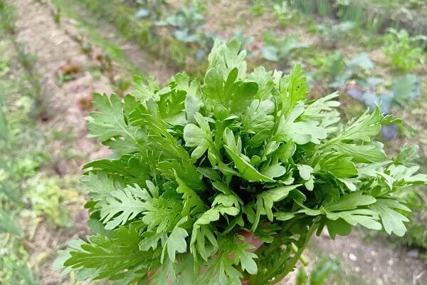 吹く風に雨の気配を感じながら、春菊を収穫