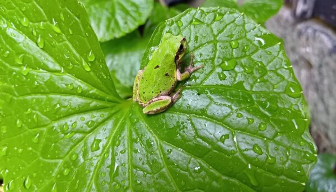 日本人だなぁと実感する雨の日のワンシーン