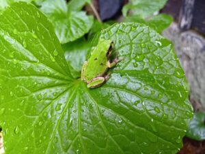 日本人だなぁと実感する雨の日のワンシーン