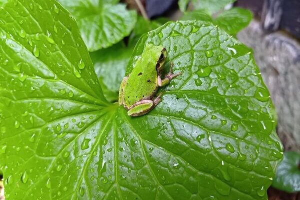 日本人だなぁと実感する雨の日のワンシーン