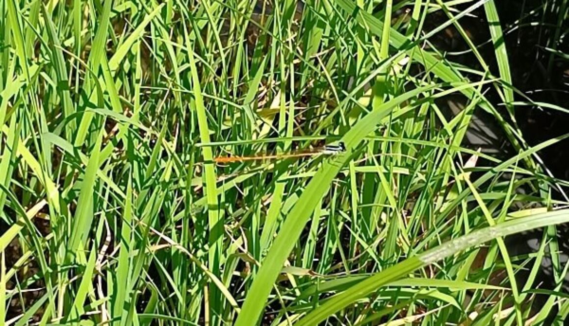 県で準絶滅危惧種のモートンイトトンボちゃん？！