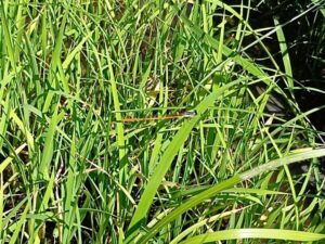 県で準絶滅危惧種のモートンイトトンボちゃん？！