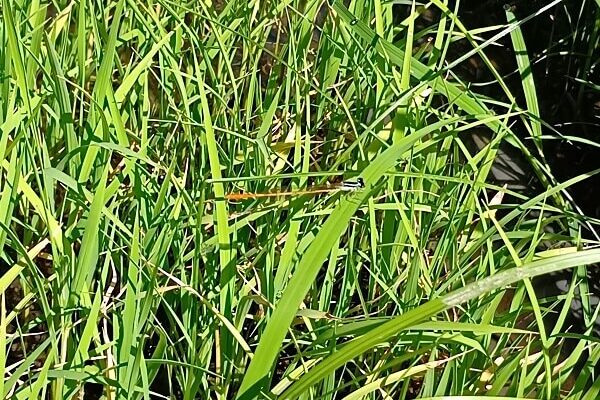 県で準絶滅危惧種のモートンイトトンボちゃん？！