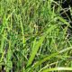 県で準絶滅危惧種のモートンイトトンボちゃん？！