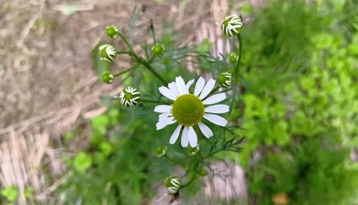 甘酸っぱい香りで癒してくれるカモミール