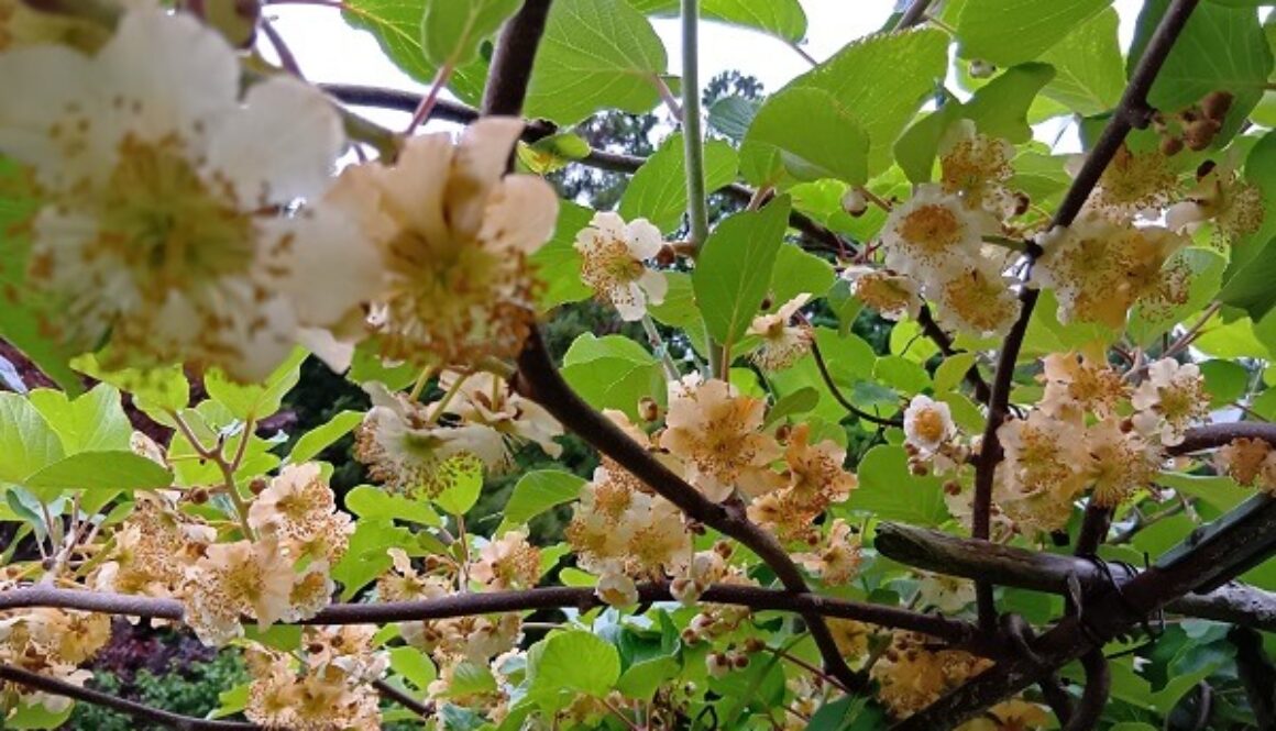 満開中のキウイのお花に豊作の香り♪