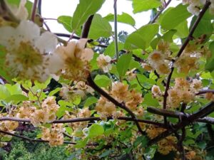 満開中のキウイのお花に豊作の香り♪
