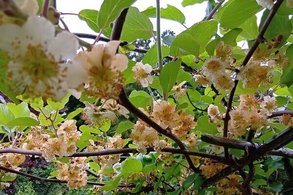 満開中のキウイのお花に豊作の香り♪
