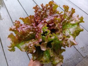 濃厚な味で生命力がみなぎるレタス