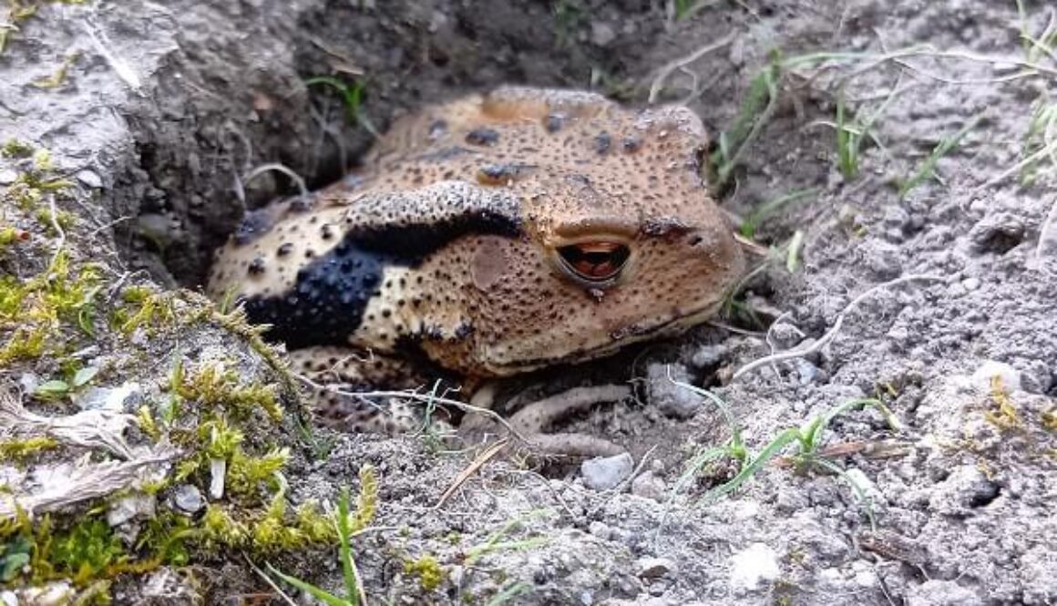 滅多に見ないヒキガエル、何でそんなにカワイイの？
