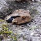 滅多に見ないヒキガエル、何でそんなにカワイイの？