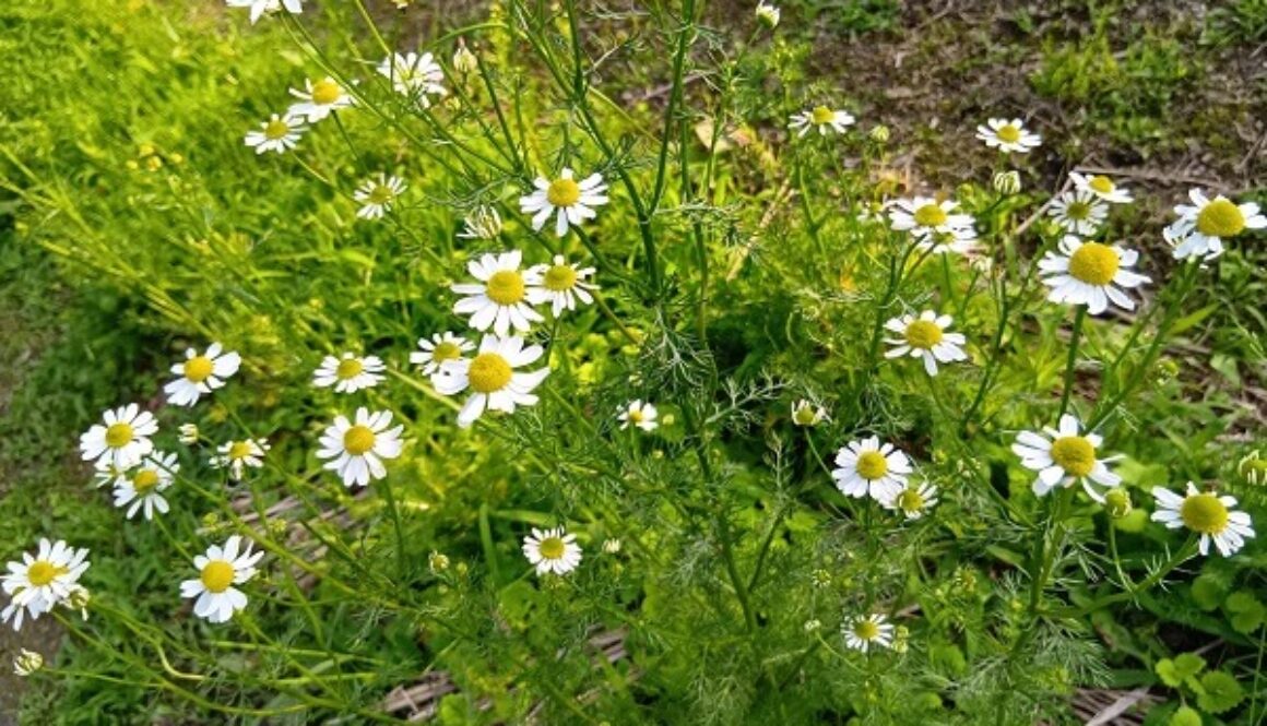 自然農のカモミールティーがデビューします★