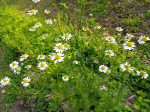 自然農のカモミールティーがデビューします★