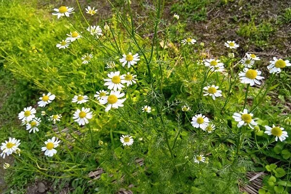 自然農のカモミールティーがデビューします★