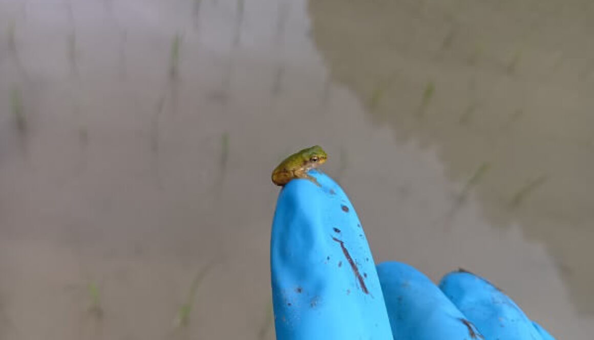 キツイけど喜びもイッパイの田んぼの除草作業