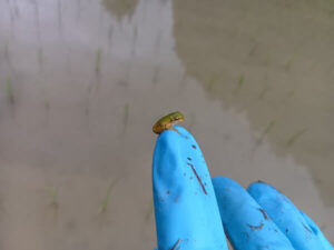 キツイけど喜びもイッパイの田んぼの除草作業
