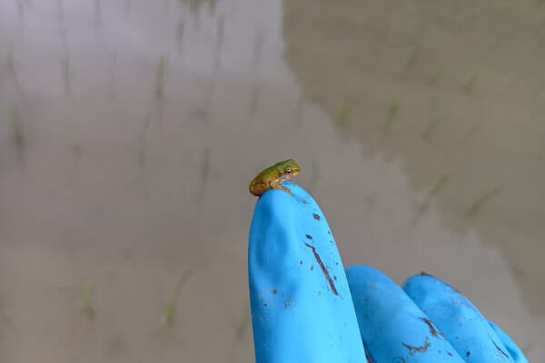 キツイけど喜びもイッパイの田んぼの除草作業