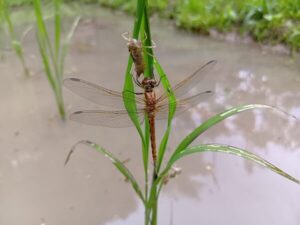 朝の田んぼは羽化したばかりのトンボたちで大賑わい