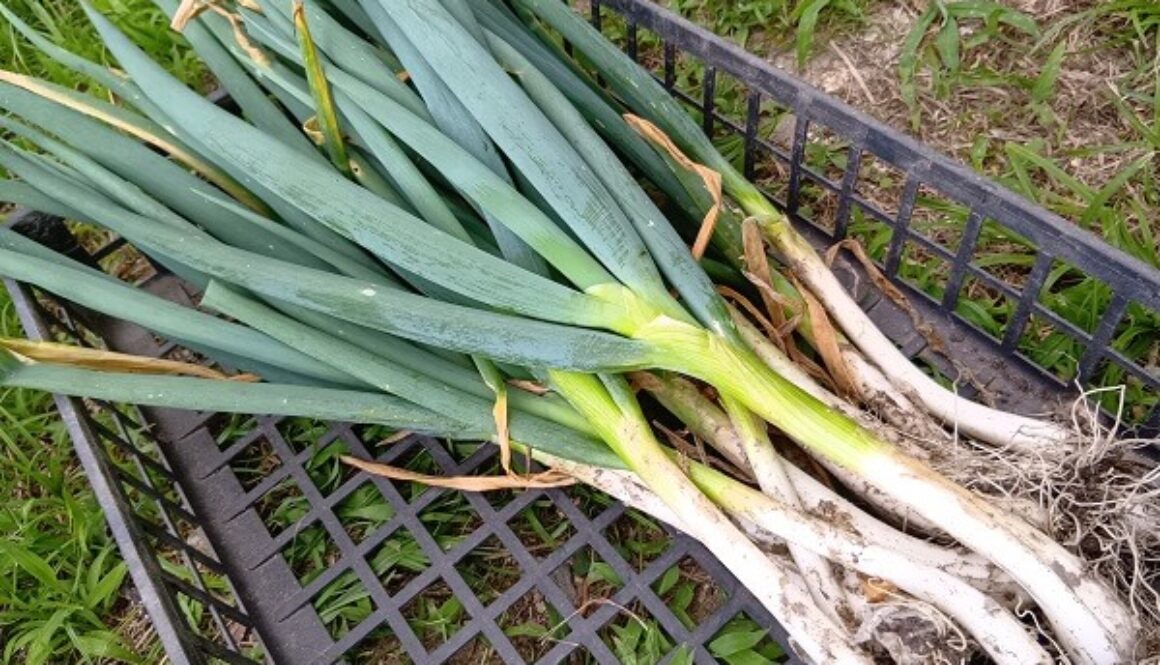 どんな料理にも使える優秀野菜のネギ