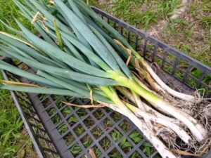 どんな料理にも使える優秀野菜のネギ