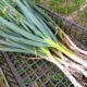 どんな料理にも使える優秀野菜のネギ
