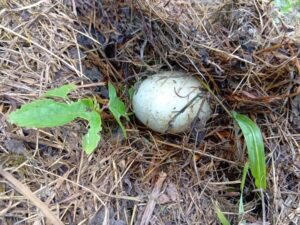 ローゼルの株もとに転がる鳥さんの卵。。。