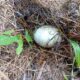 ローゼルの株もとに転がる鳥さんの卵。。。