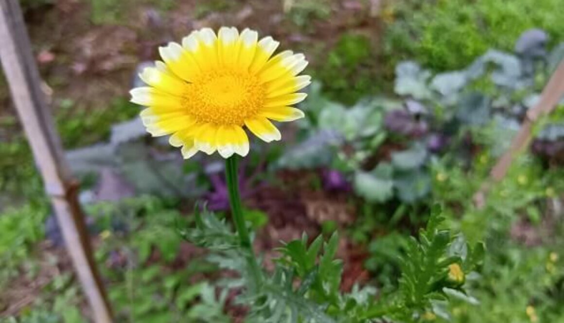 まるで太陽を小さくしたような春菊のお花