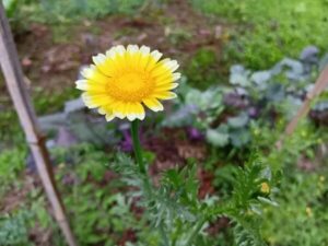 まるで太陽を小さくしたような春菊のお花
